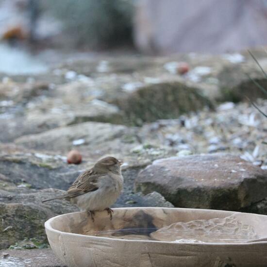 Feldsperling: Tier im Habitat Garten in der NatureSpots App