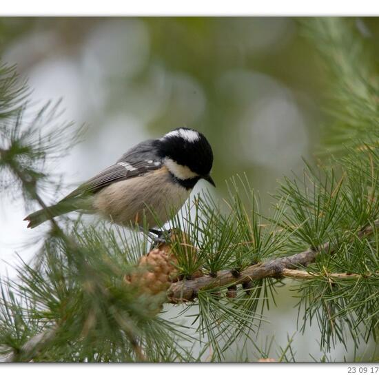 Periparus ater: Animal in habitat Rock areas in the NatureSpots App