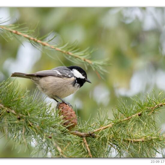 Periparus ater: Animal in habitat Rock areas in the NatureSpots App