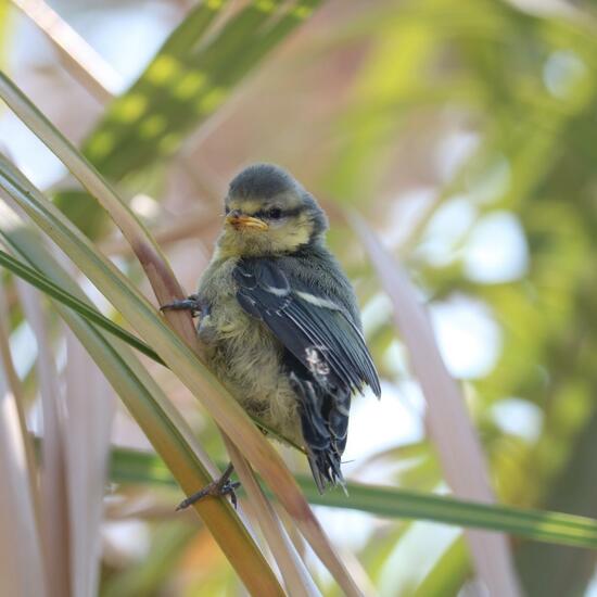 Blaumeise: Tier im Habitat Garten in der NatureSpots App