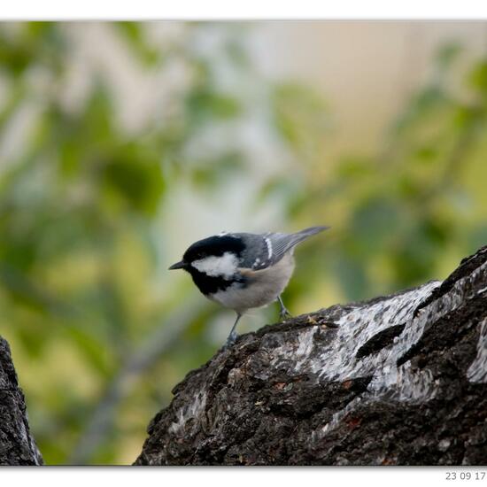 Periparus ater: Animal in habitat Rock areas in the NatureSpots App