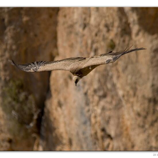 Griffon Vulture: Animal in habitat Rock areas in the NatureSpots App