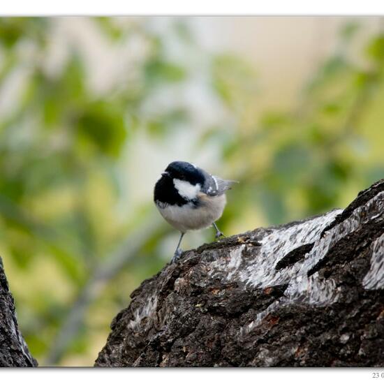 Tannenmeise: Tier im Habitat Felsgebiet in der NatureSpots App