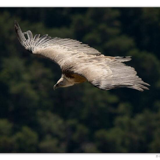 Griffon Vulture: Animal in habitat Rock areas in the NatureSpots App