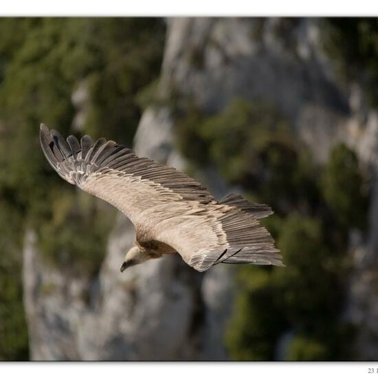 Griffon Vulture: Animal in habitat Rock areas in the NatureSpots App