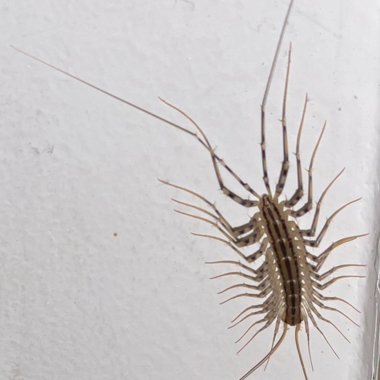 Scutigera coleoptrata: Animal in habitat Living space or Indoor in the NatureSpots App