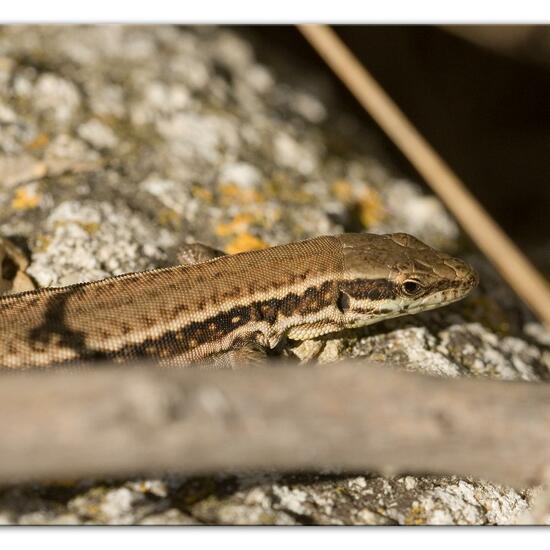 Podarcis muralis: Animal in nature in the NatureSpots App