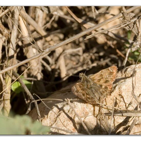 Carcharodus alceae: Animal in habitat Rocky coast in the NatureSpots App