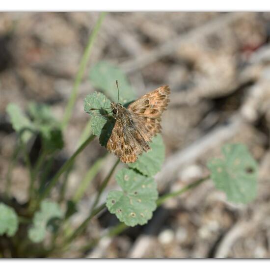 Carcharodus alceae: Animal in habitat Rocky coast in the NatureSpots App