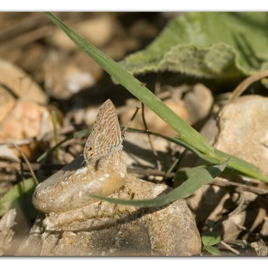 Leptotes pirithous: Animal in habitat Rocky coast in the NatureSpots App