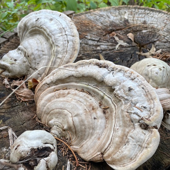 Flacher Lackporling: Pilz im Habitat Wald der gemäßigten Breiten in der NatureSpots App