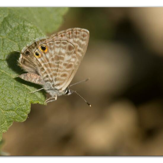 Leptotes pirithous: Tier im Habitat Felsküste in der NatureSpots App