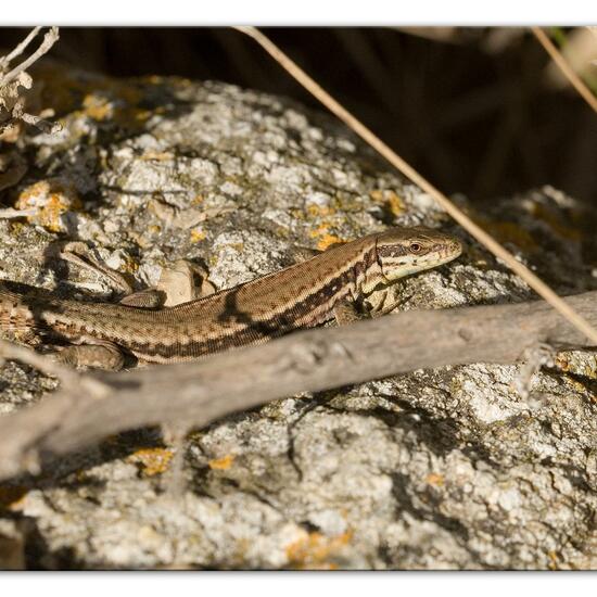 Podarcis muralis: Animal in nature in the NatureSpots App