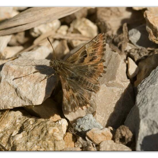 Carcharodus alceae: Animal in habitat Rocky coast in the NatureSpots App