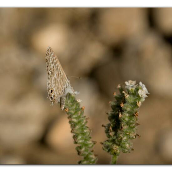 Leptotes pirithous: Animal in habitat Rocky coast in the NatureSpots App