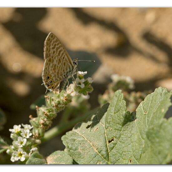 Leptotes pirithous: Animal in habitat Rocky coast in the NatureSpots App