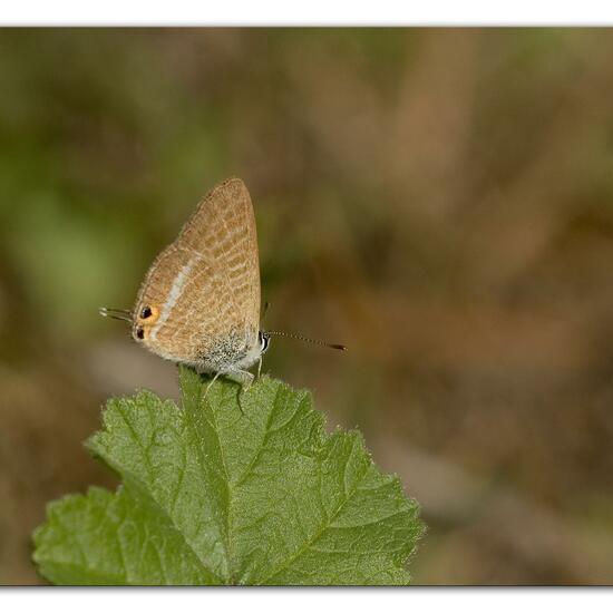 Leptotes pirithous: Tier im Habitat Felsküste in der NatureSpots App