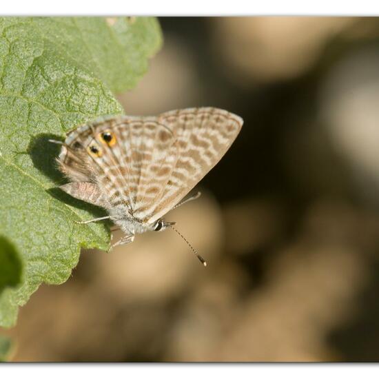 Leptotes pirithous: Animal in habitat Rocky coast in the NatureSpots App