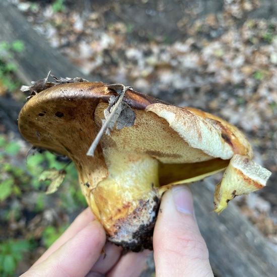 Paragyrodon sphaerosporus: Mushroom in habitat Temperate forest in the NatureSpots App