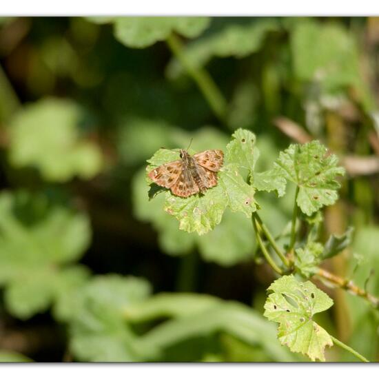 Carcharodus alceae: Animal in habitat Rocky coast in the NatureSpots App