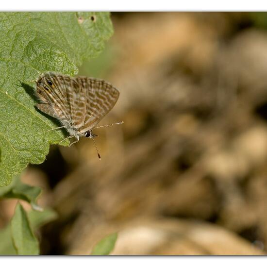 Leptotes pirithous: Animal in habitat Rocky coast in the NatureSpots App