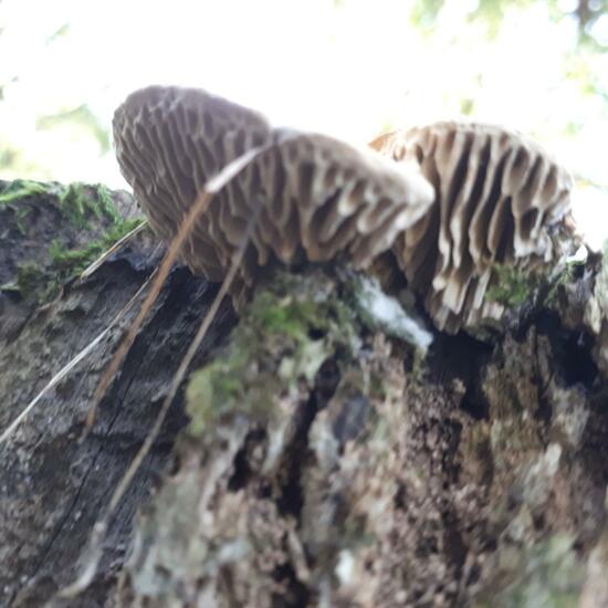 Daedalea quercina: Mushroom in habitat Forest in the NatureSpots App