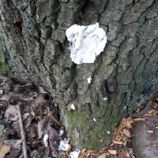 Unknown species: Mushroom in habitat Forest in the NatureSpots App