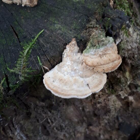 Daedalea quercina: Mushroom in habitat Forest in the NatureSpots App