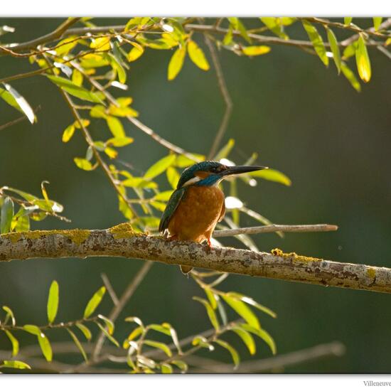 Common Kingfisher: Animal in nature in the NatureSpots App