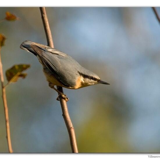 Sitta europaea: Animal in habitat Pond in the NatureSpots App