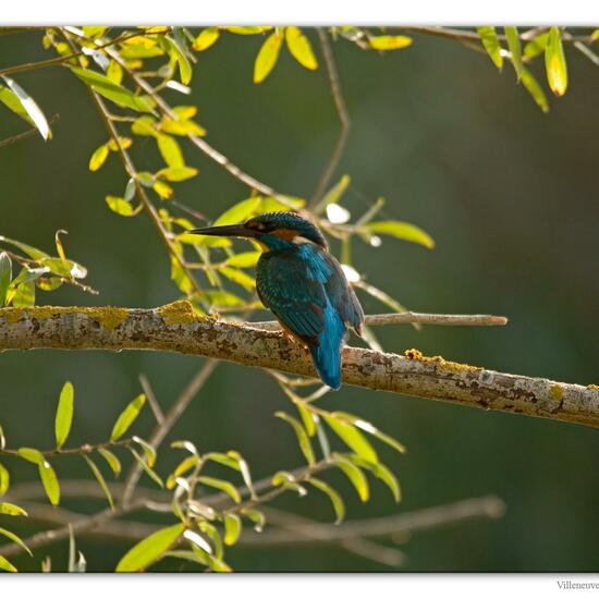 Common Kingfisher: Animal in nature in the NatureSpots App