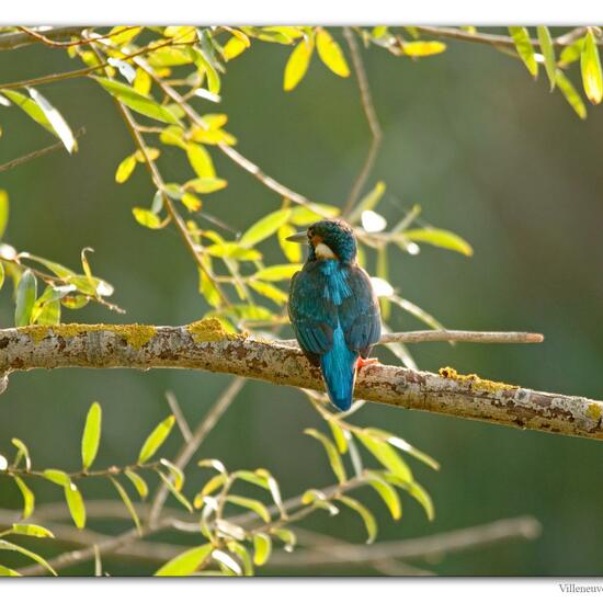 Common Kingfisher: Animal in nature in the NatureSpots App