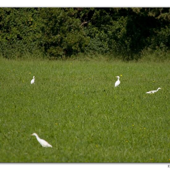 Western Cattle Egret: Animal in habitat Grassland in the NatureSpots App