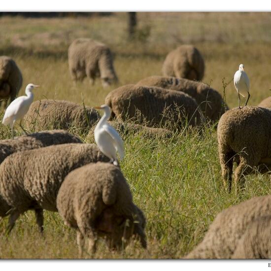 Kuhreiher: Tier im Habitat Landwirtschaftliche Wiese in der NatureSpots App