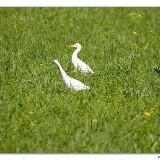 Western Cattle Egret: Animal in habitat Grassland in the NatureSpots App