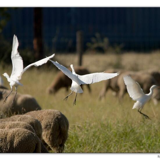 Western Cattle Egret: Animal in habitat Agricultural meadow in the NatureSpots App