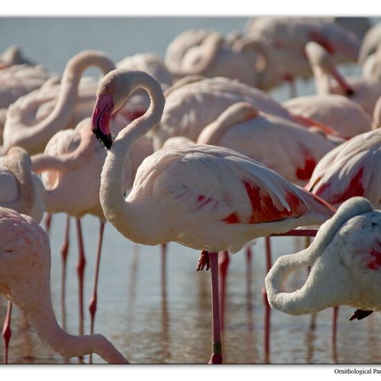 Greater Flamingo: Animal in habitat Zoo in the NatureSpots App