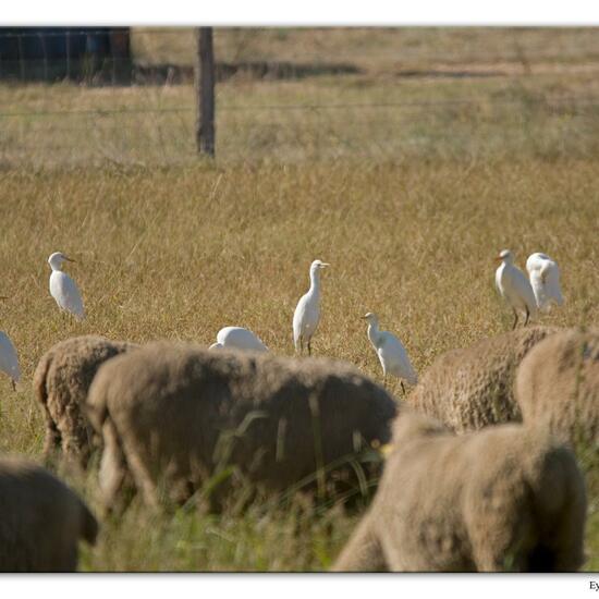 Western Cattle Egret: Animal in habitat Agricultural meadow in the NatureSpots App