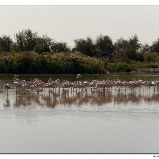 Rosaflamingo: Tier im Habitat Zoo/Gehege in der NatureSpots App