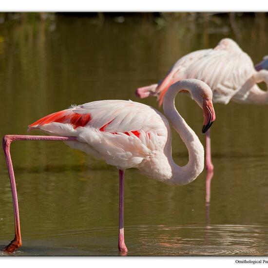 Greater Flamingo: Animal in habitat Zoo in the NatureSpots App