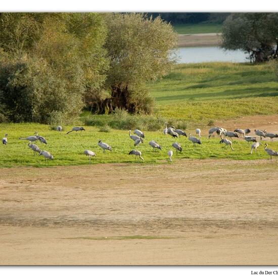 Grus grus: Animal in habitat Lake in the NatureSpots App