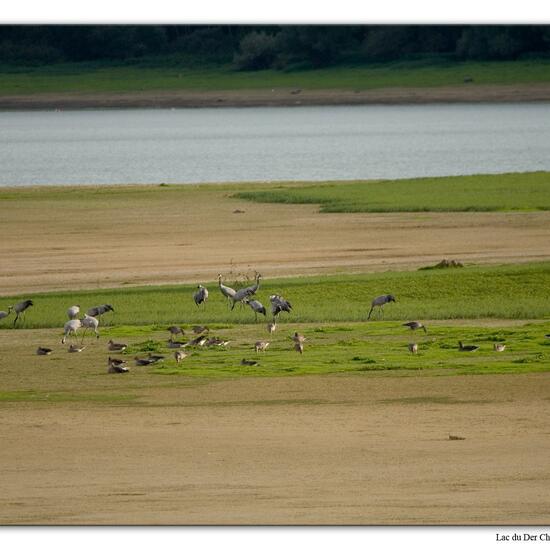 Kranich: Tier im Habitat See in der NatureSpots App