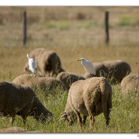 Western Cattle Egret: Animal in habitat Agricultural meadow in the NatureSpots App