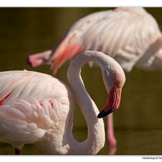 Rosaflamingo: Tier im Habitat Zoo/Gehege in der NatureSpots App