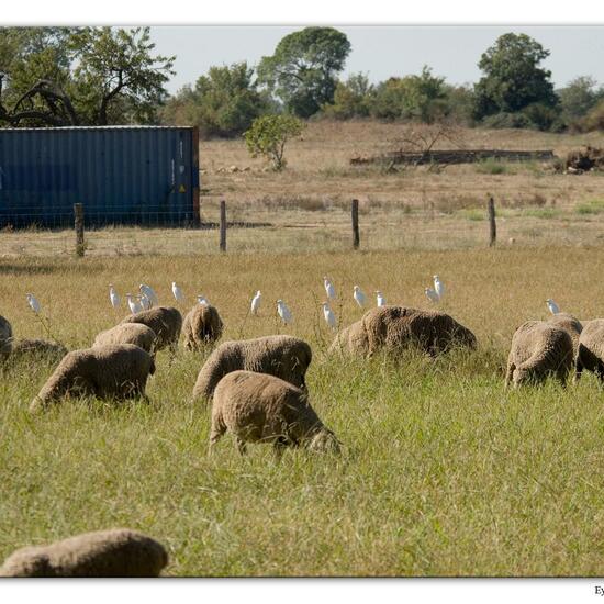 Western Cattle Egret: Animal in habitat Agricultural meadow in the NatureSpots App