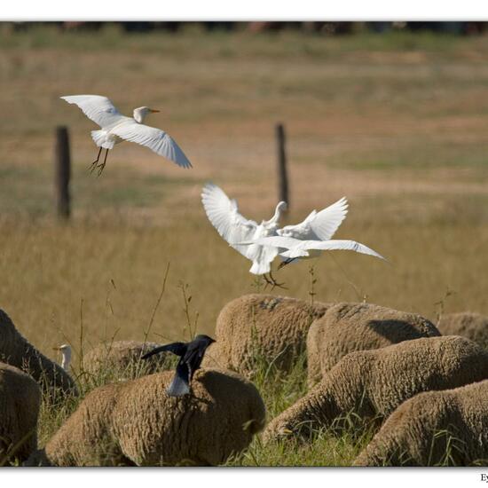 Western Cattle Egret: Animal in habitat Agricultural meadow in the NatureSpots App