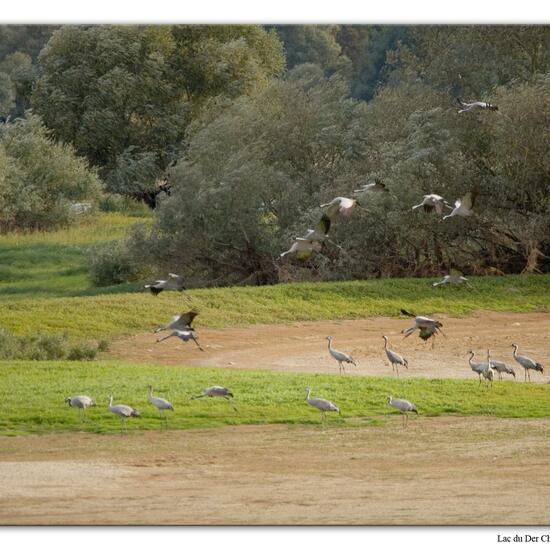 Grus grus: Animal in habitat Lake in the NatureSpots App