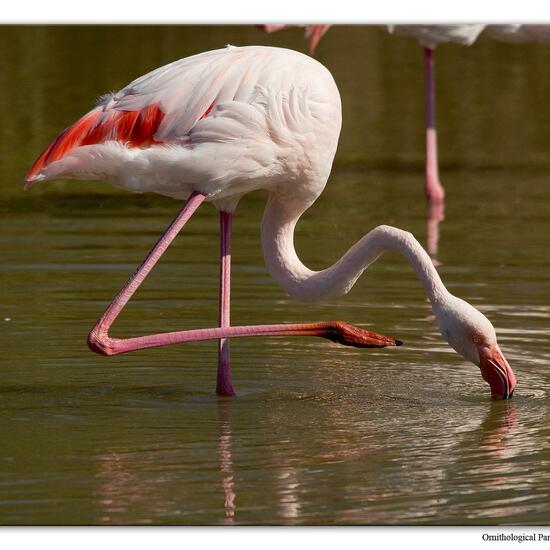 Rosaflamingo: Tier im Habitat Zoo/Gehege in der NatureSpots App