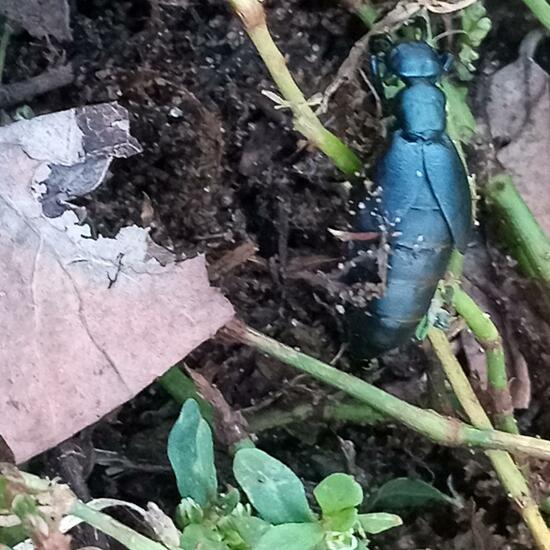 Schwarzblauer Ölkäfer: Tier im Habitat Hinterhof in der NatureSpots App