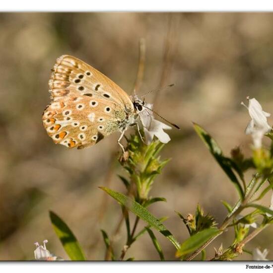 Lysandra coridon: Animal in habitat Mountain meadows in the NatureSpots App